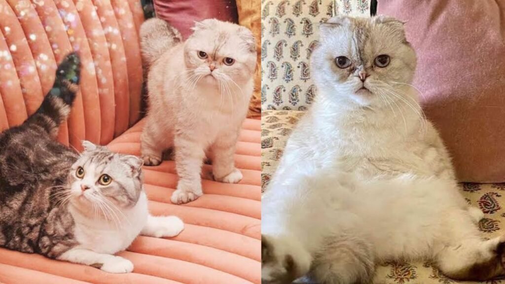 Taylor Swift Cats Names