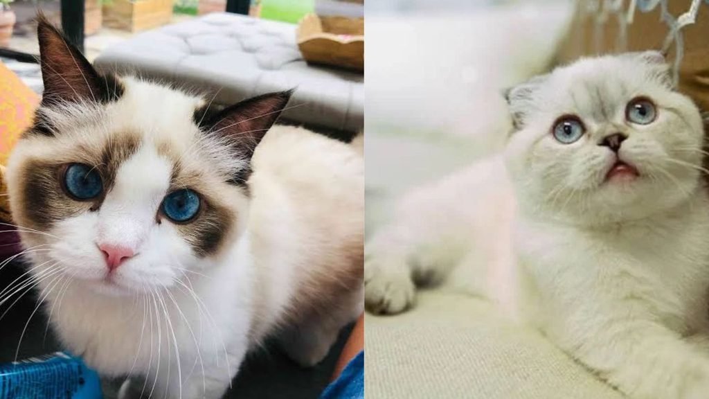 Taylor Swift Cats Names
